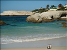 Hout Bay Penguins 3